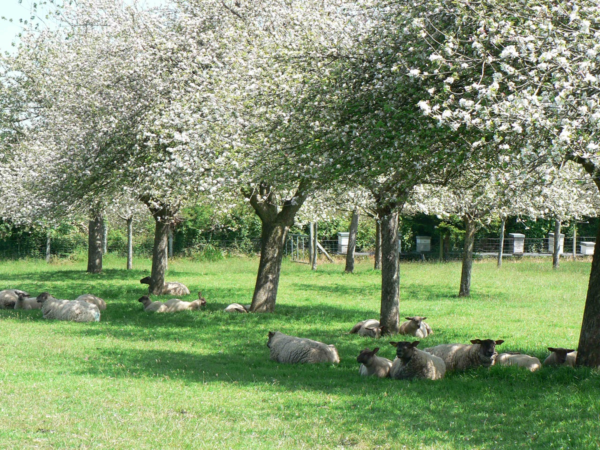 Domaine de Rugueville, Port-Bail-sur-Mer - photo 5
