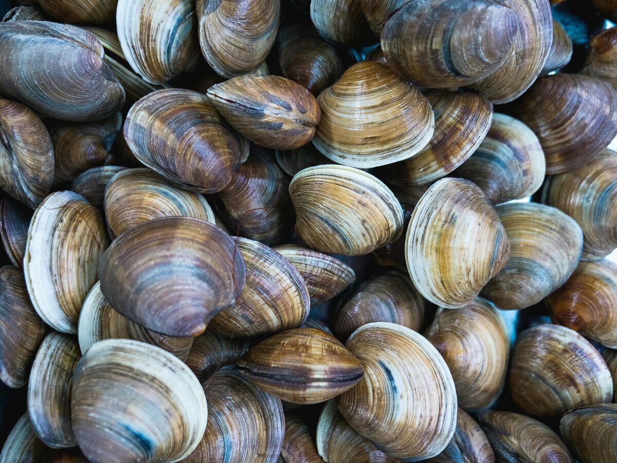 Sortie pêche à la palourde à la marque
