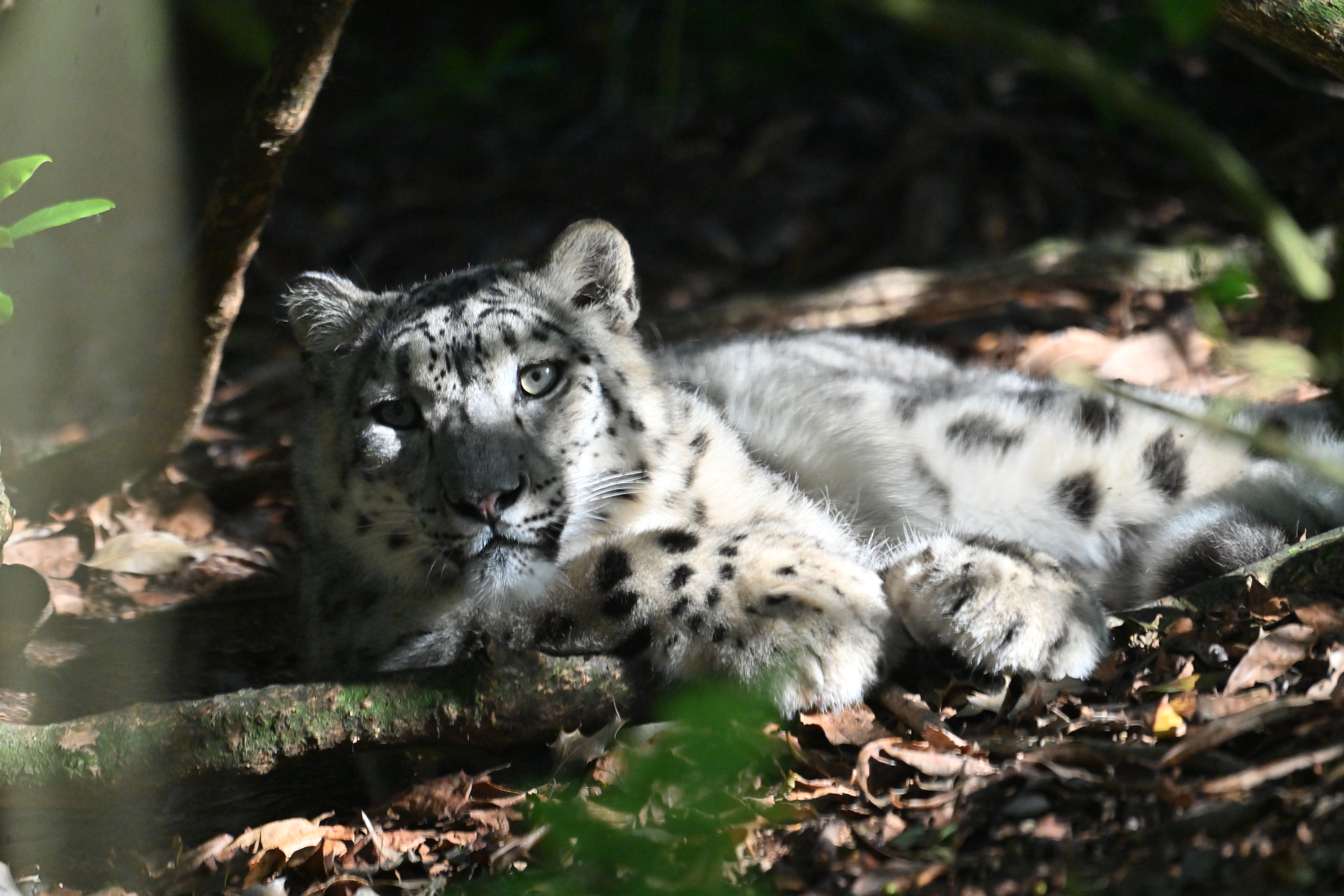 Zoo de Jurques, Dialan sur Chaîne - photo 4