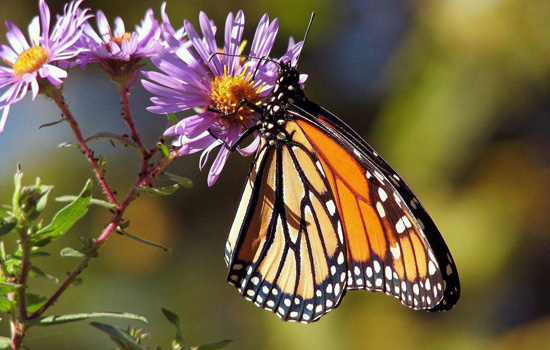 Sortie nature : Opération papillons