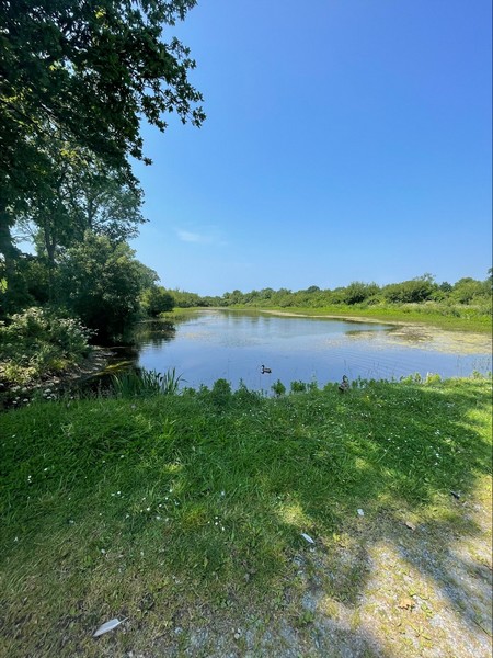 La Mare aux grenouilles