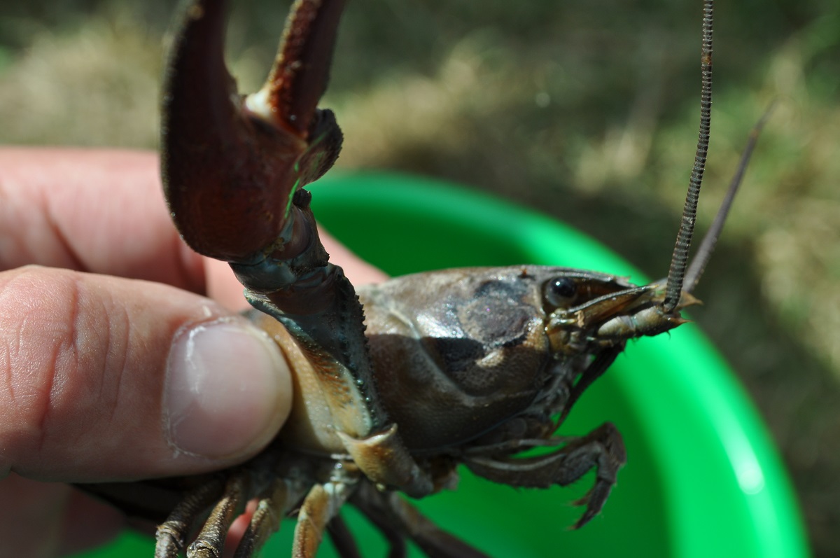 Sortie nature : Découverte de la pêche des écrevisses