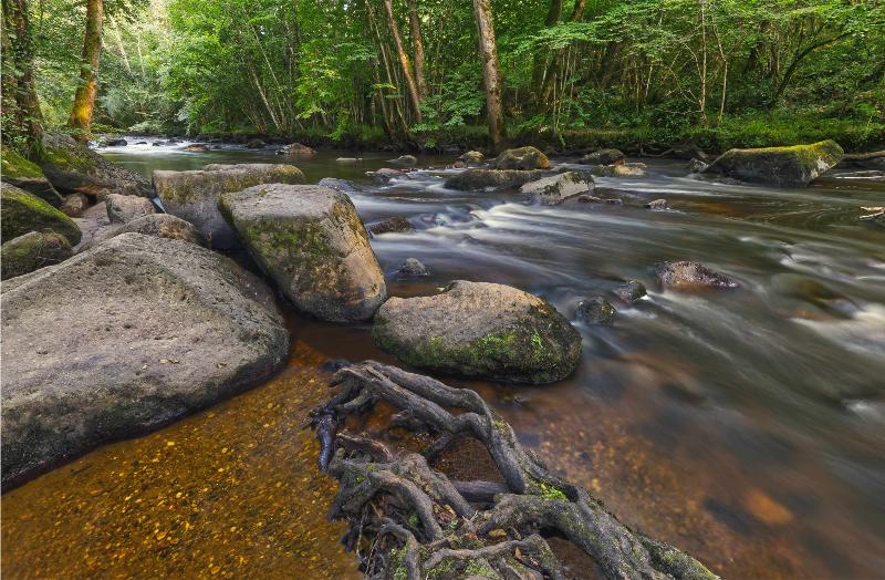 Exposition "Nature, formes, passages"