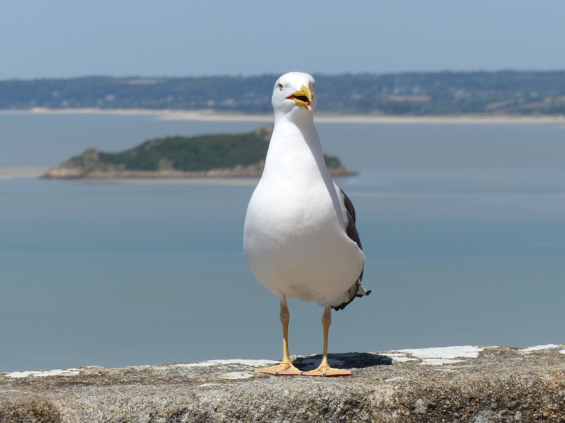 Panoramas en Baie du Mont-Saint-Michel, Genêts - photo 2