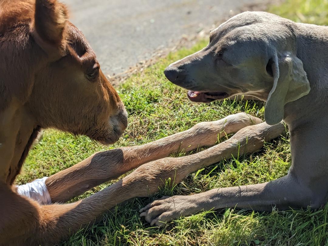 Gîte "La Forge" - Le Haras d'Havetot, Aurseulles - photo 8
