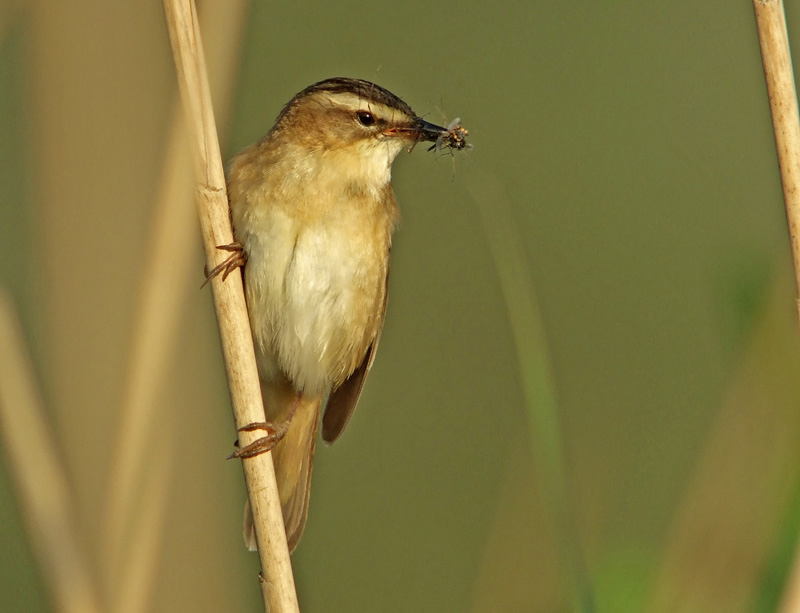 Initiation aux chants des oiseaux à la lande des Cent Vergées à Jullouville