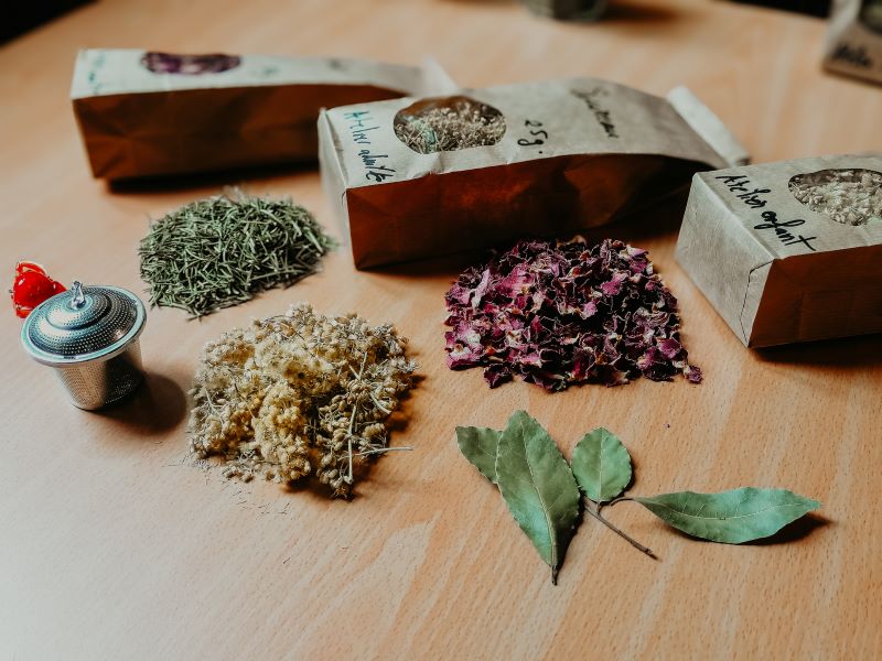 Atelier-nature (6-12 ans) : l'univers des plantes