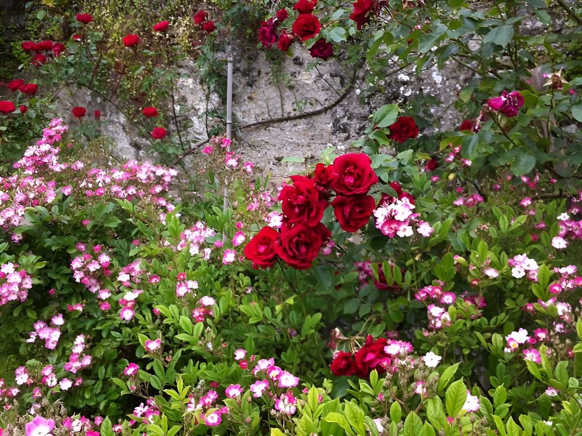 Mme Poilpré, Langrune-sur-Mer - photo 3