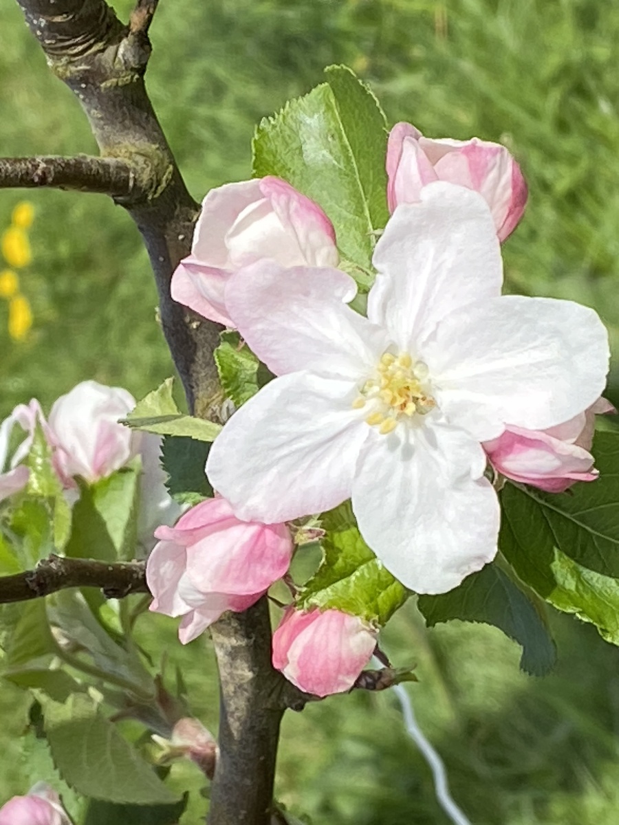 Pomage, Tracy-sur-Mer - photo 2