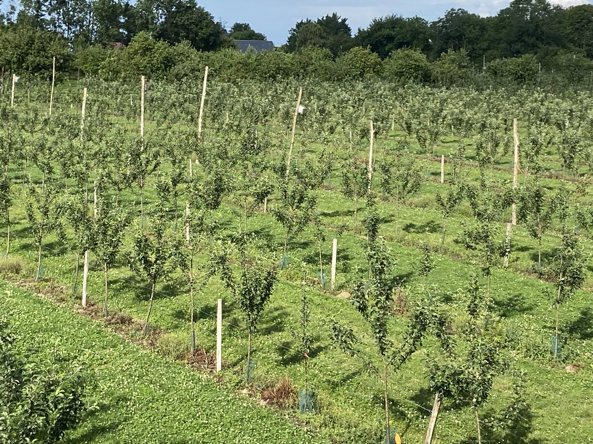 Pomage, Tracy-sur-Mer - photo 3