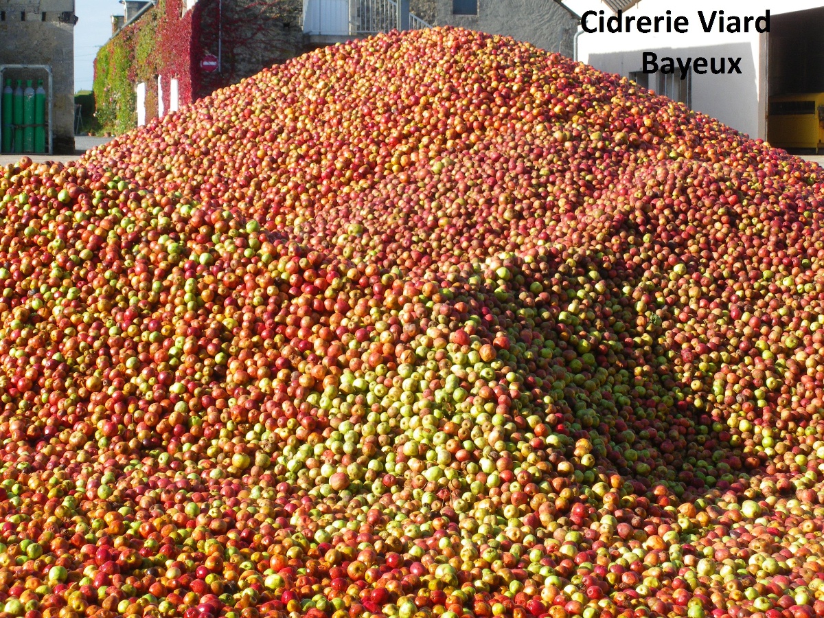 Cidrerie Viard - Cidres Bayeux, Guéron - photo 3