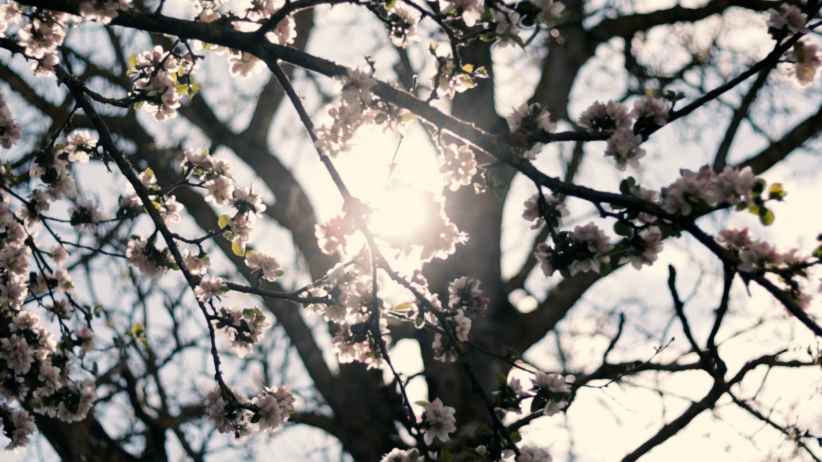 Cave de la Loterie  - Cidrerie de la Suisse-Normande, Le Bô - photo 12