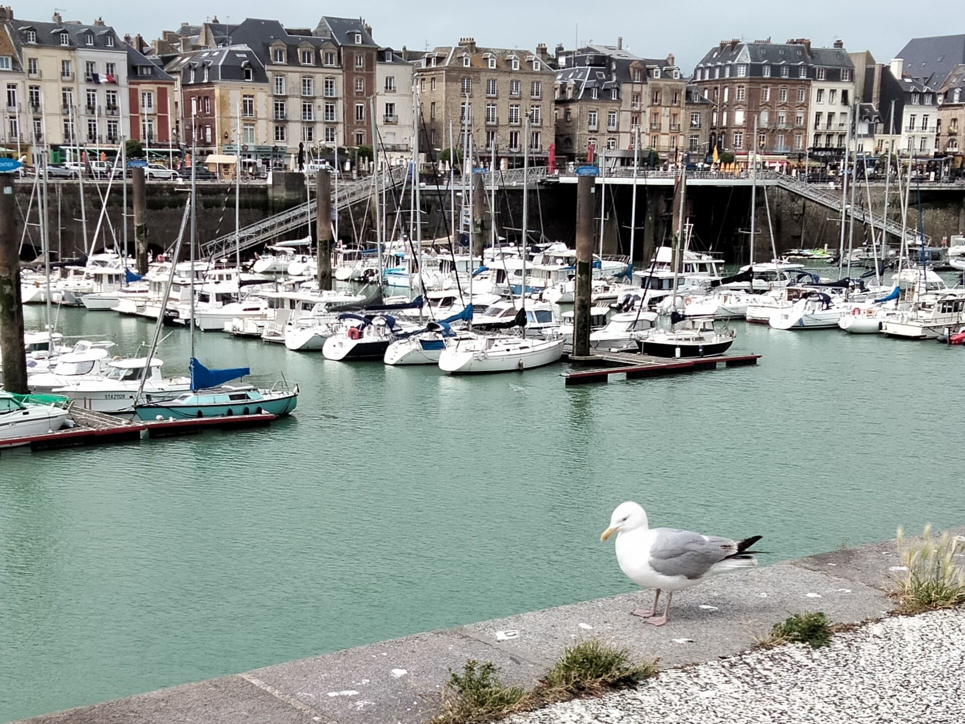 [Sortie nature] Balade nature sur le port de Dieppe