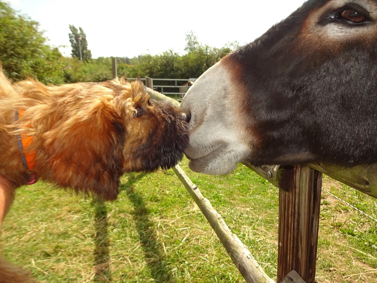 Autour de l'Âne, Port-Bail-sur-Mer - photo 7