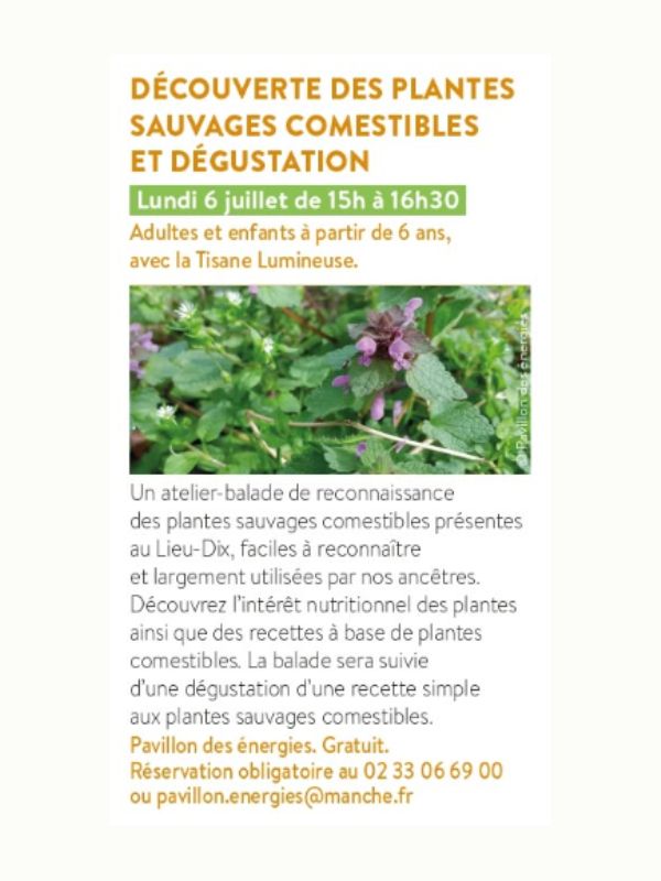Découverte des plantes sauvages comestibles et dégustation