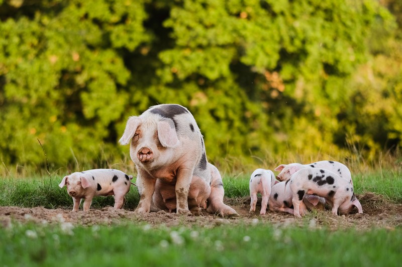C Come Cochon — photo 2