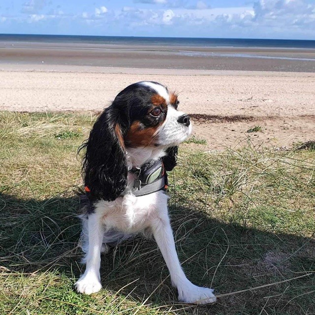 Plage de Quinéville, Quinéville - photo 2