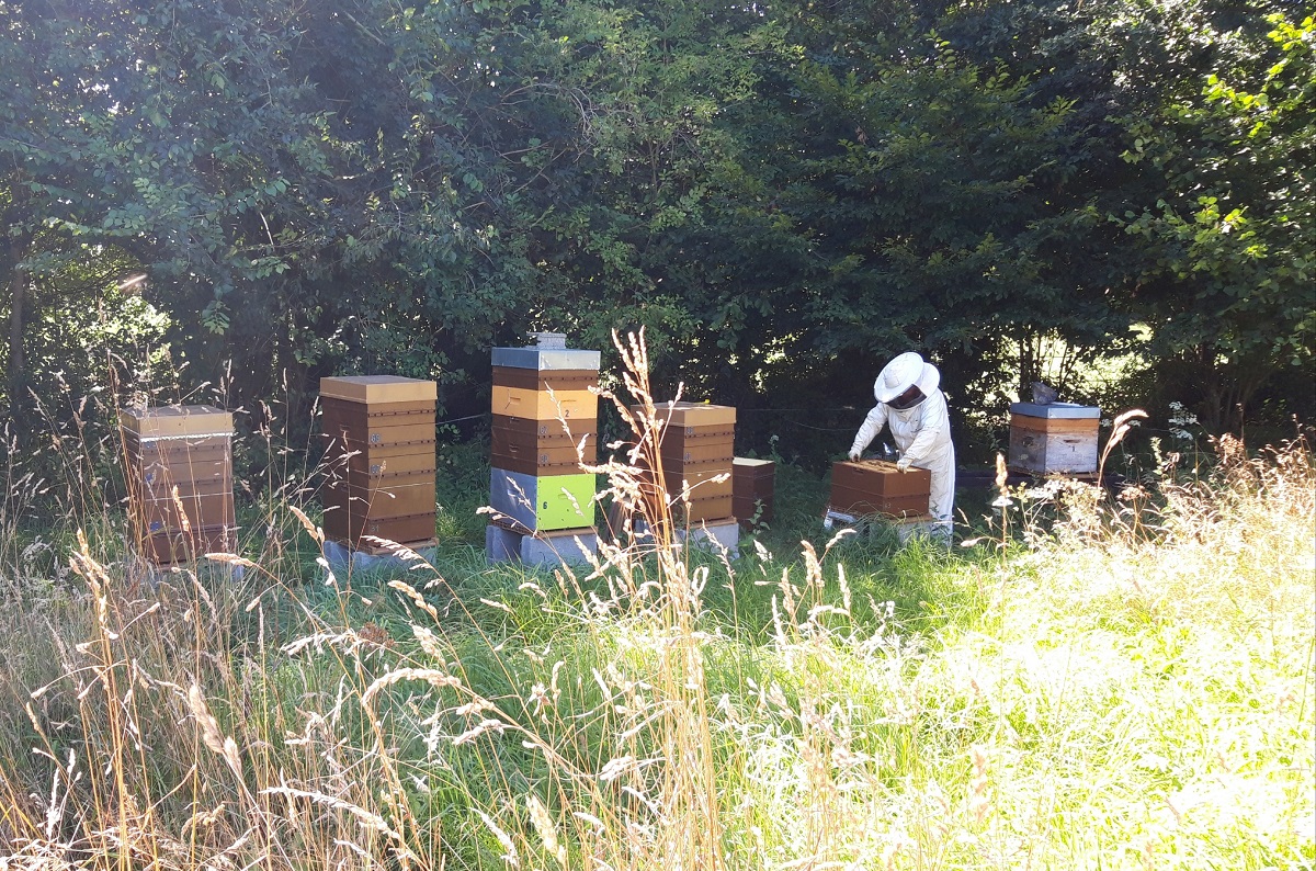 Le Rucher du Chefresne — photo 2