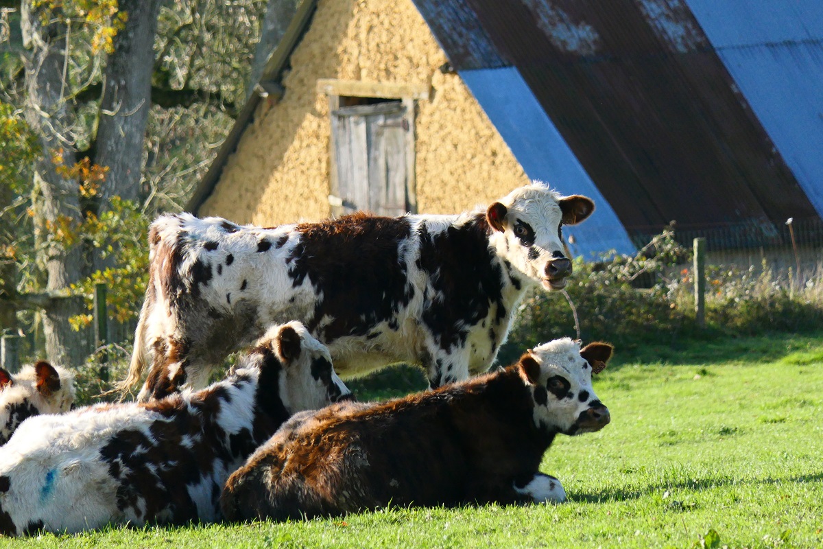 Le Circuit du Chefresne, Percy-en-Normandie - photo 3