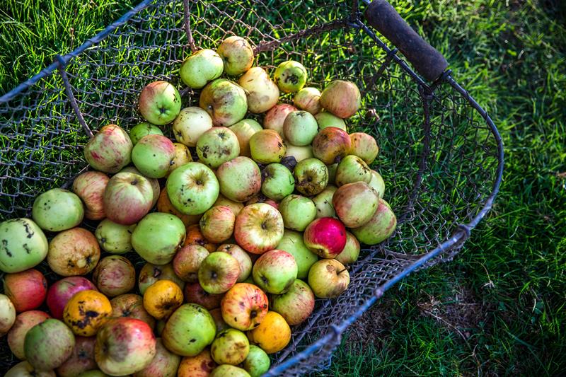 Cidrerie Les Vergers de la Passion, Rauville-la-Bigot - photo 11
