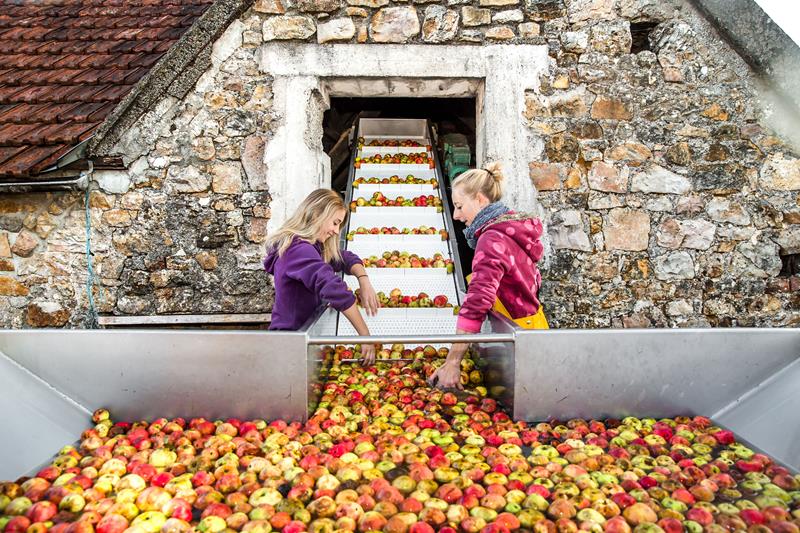 Cidrerie Les Vergers de la Passion, Rauville-la-Bigot - photo 8