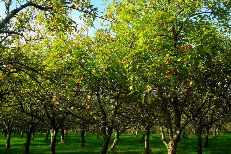 Cidrerie Les Vergers de la Passion, Rauville-la-Bigot - photo 4