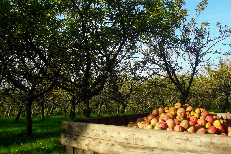 Cidrerie Les Vergers de la Passion, Rauville-la-Bigot - photo 7