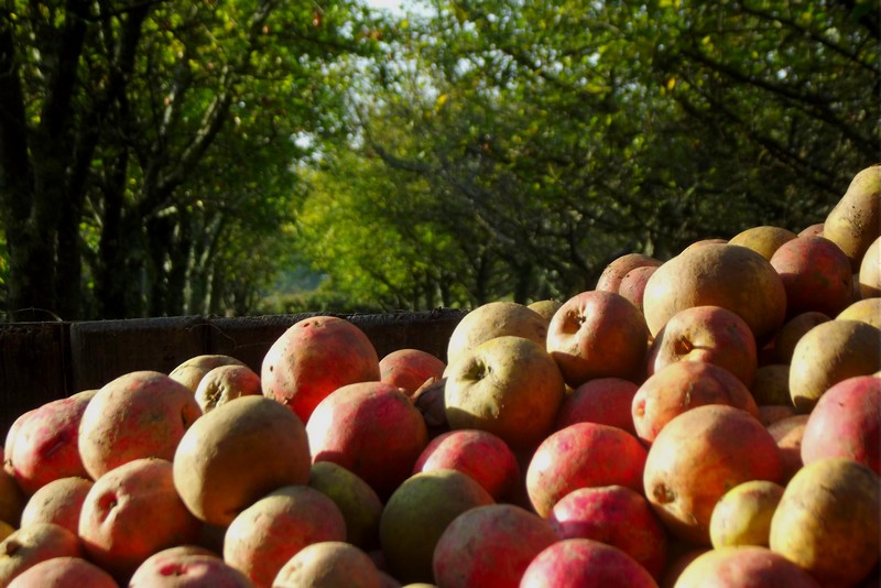 Cidrerie Les Vergers de la Passion, Rauville-la-Bigot - photo 6