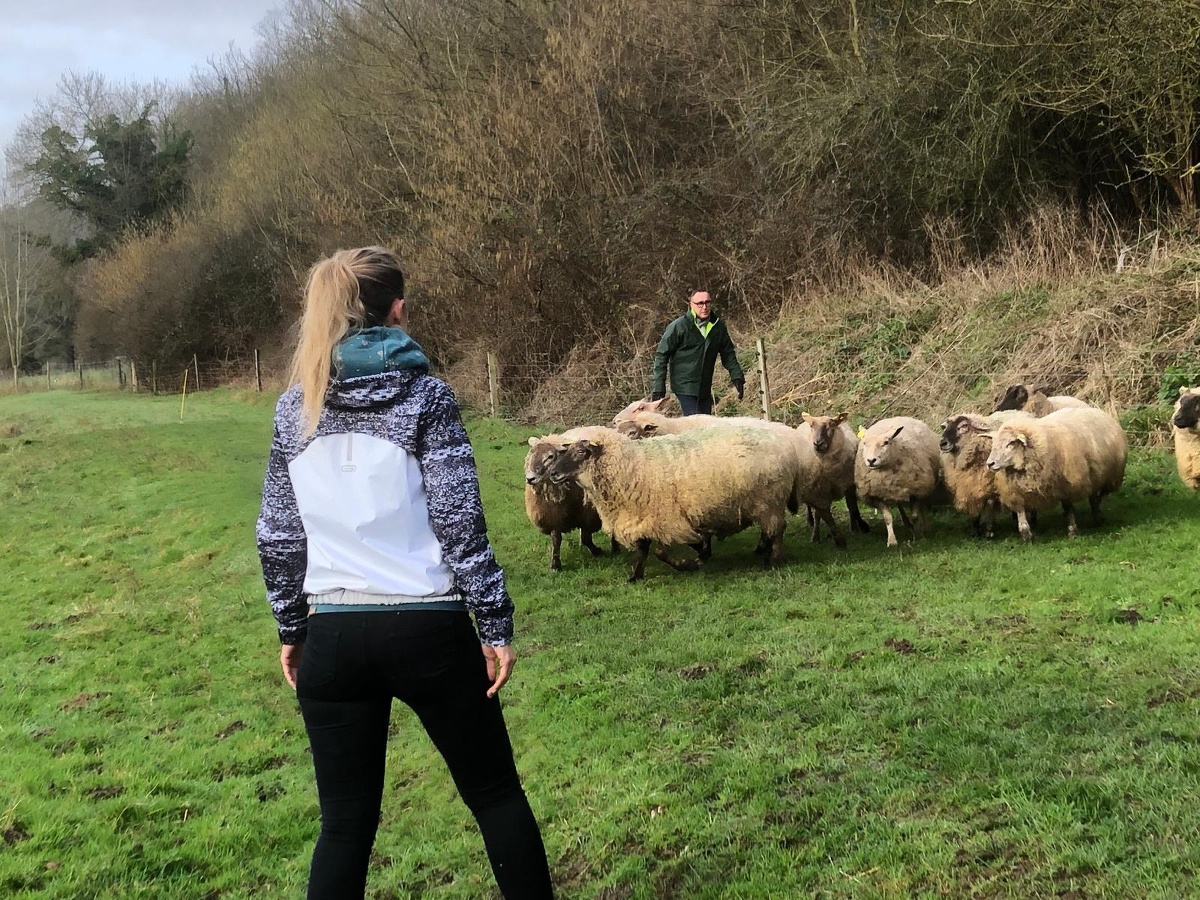 Leadersheep - Coaching d'équipe avec des moutons, Vienne-en-Bessin - photo 5