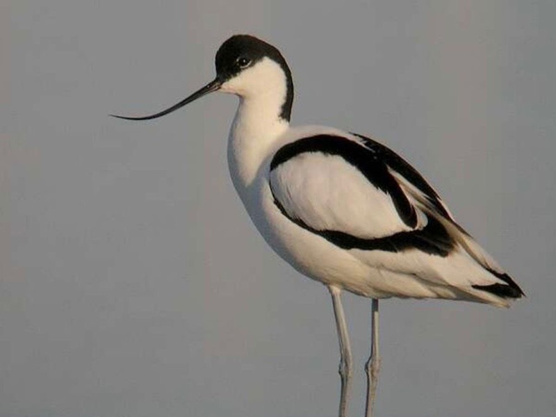 Exposition : "Oiseaux d’ici (Normandie) et d’ailleurs (Guyane)"