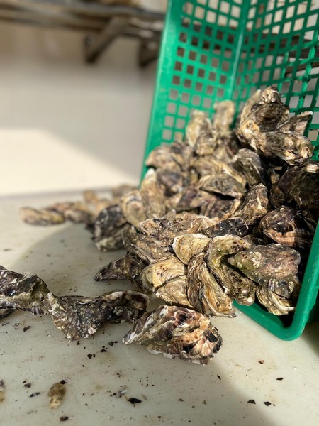 Les Huîtres du Père Gus