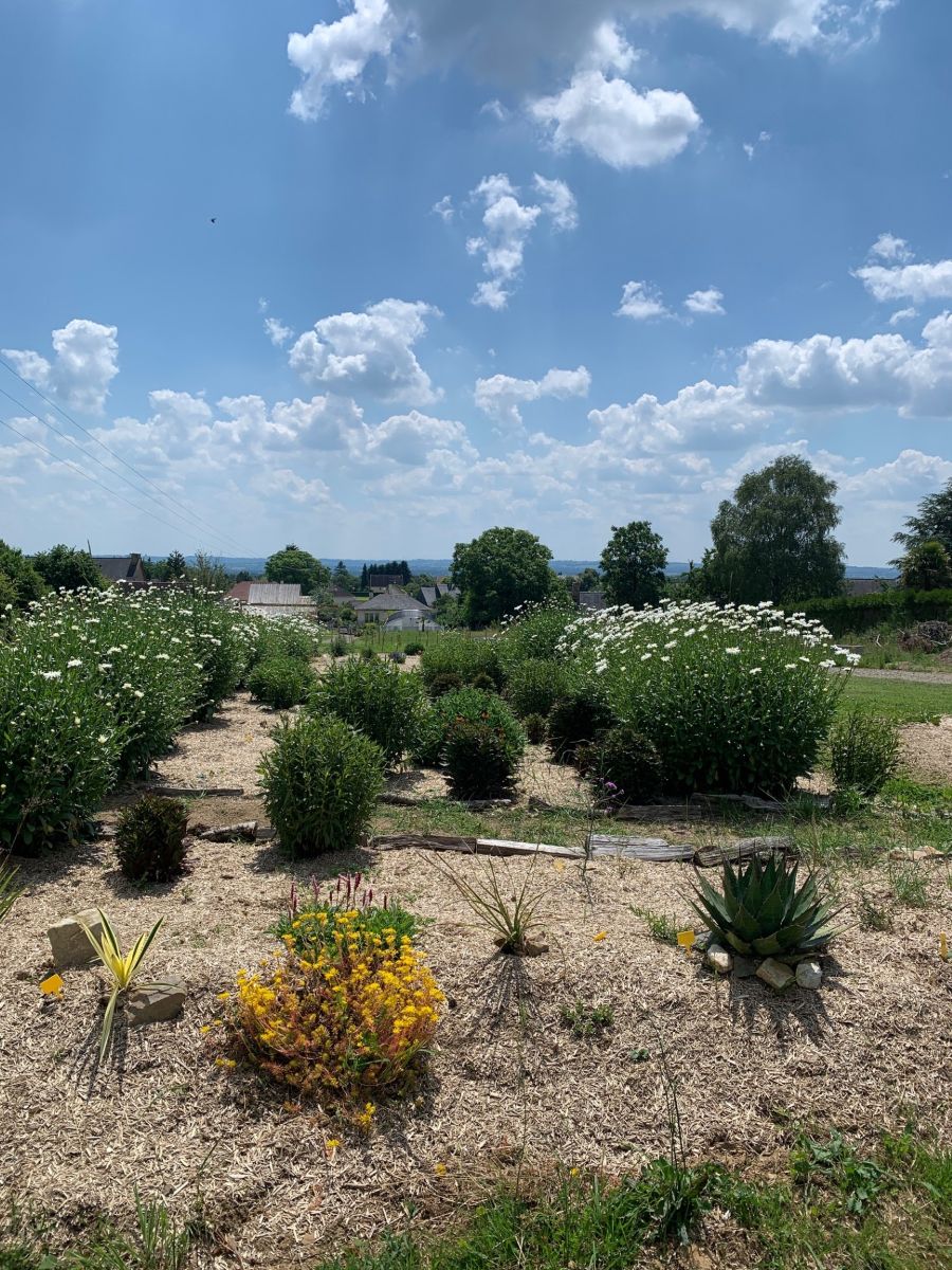 Fleur de Palmier - La Parcelle Fleurie de Romagny, Romagny Fontenay - photo 4