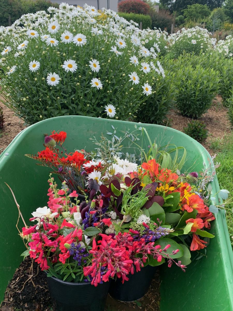 Fleur de Palmier - La Parcelle Fleurie de Romagny, Romagny Fontenay - photo 2