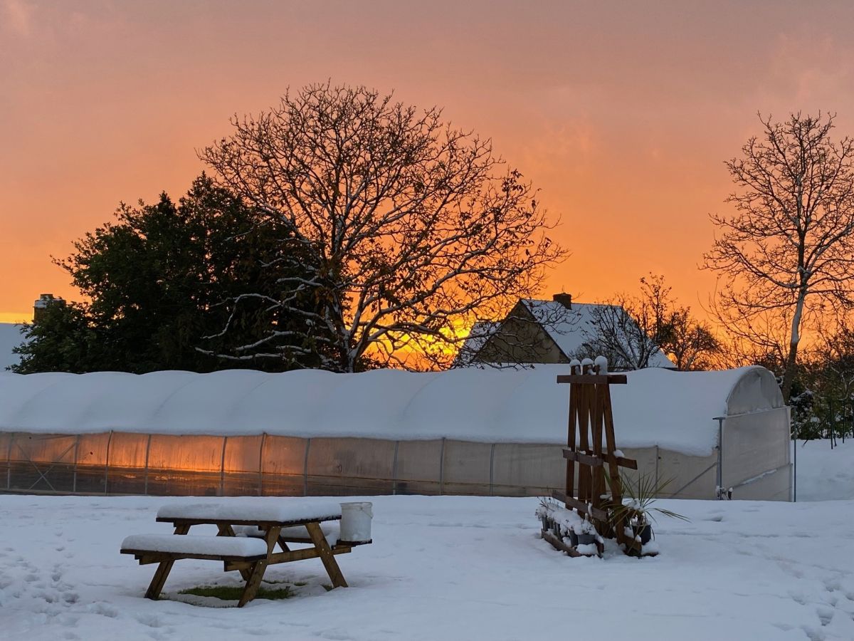 Fleur de Palmier - La Parcelle Fleurie de Romagny, Romagny Fontenay - photo 3