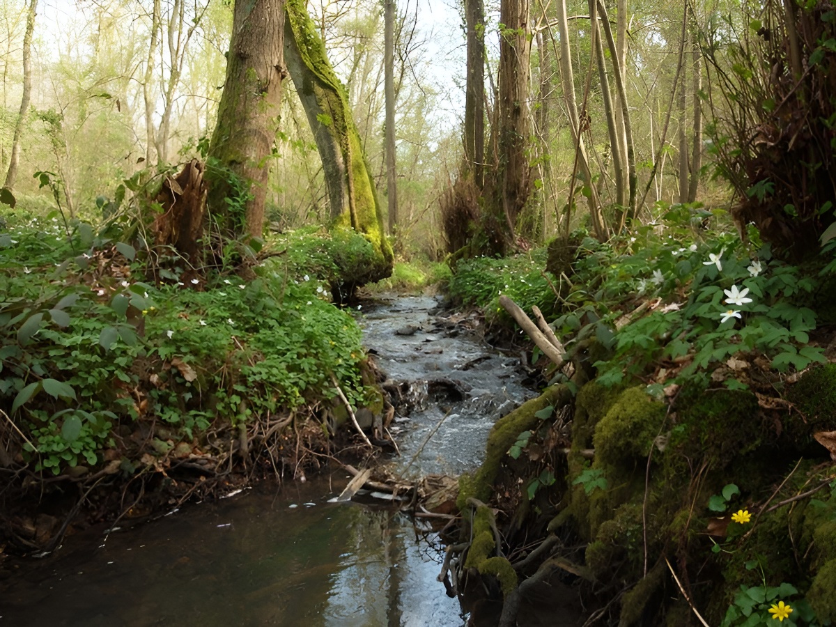 Forêt de Grimbosq, Grimbosq - photo 5