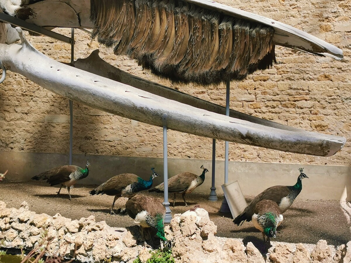 Aire de jeux - Parc de la Baleine, Luc-sur-Mer - photo 13