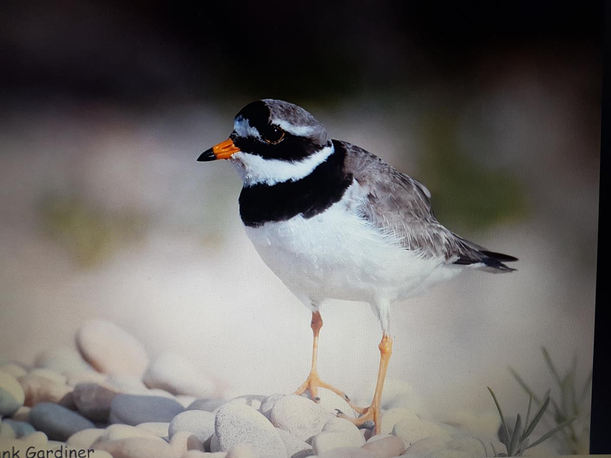 Meublé de tourisme > Les Gravelots, Saint-Vaast-la-Hougue - photo 7