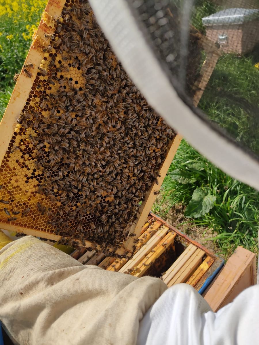 Les Abeilles du Terregatte