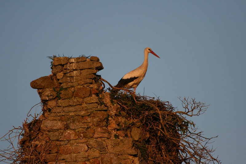 Saint-Lô < > Saint-Fromond, Saint-Fromond - photo 3