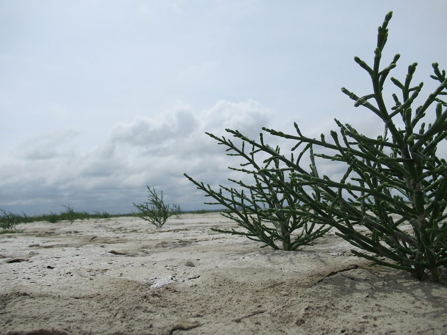 Salicorne et compagnie