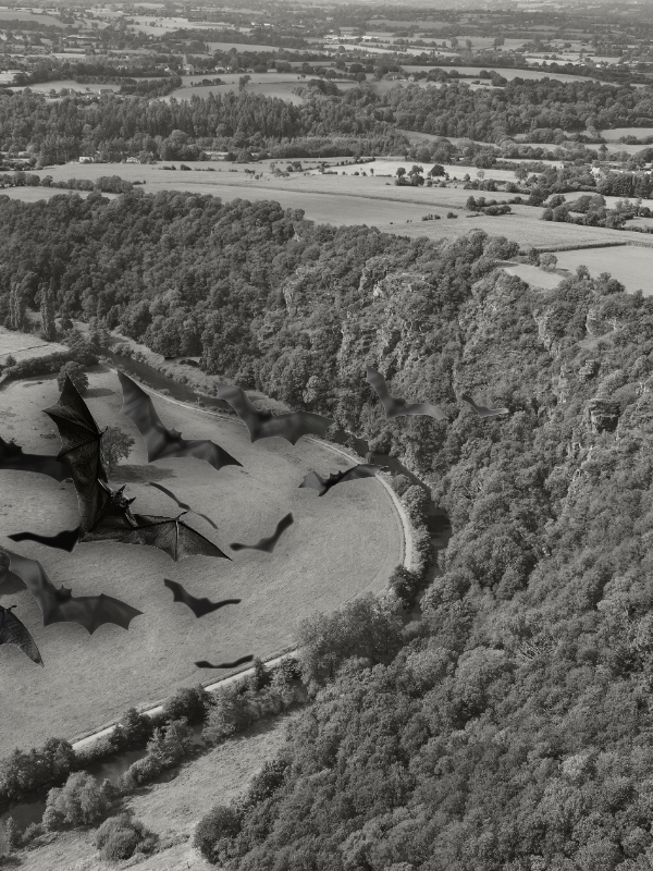 Nuit internationale de la chauve-souris aux Roches de Ham — visuel événement