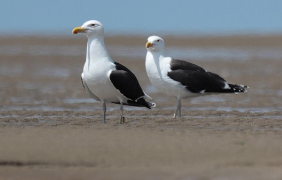 Sortie nature : La vie des goélands, entre ville et nature