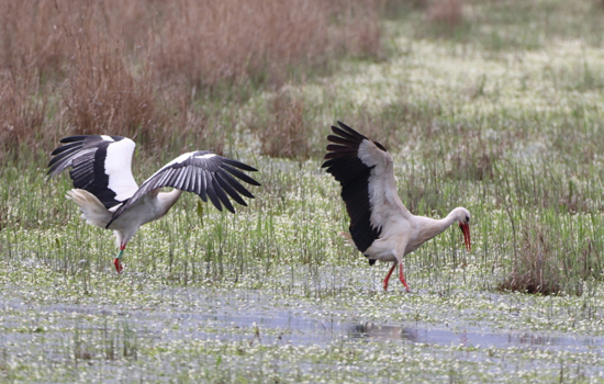 Sortie nature : Quand les cigognes pouponnent