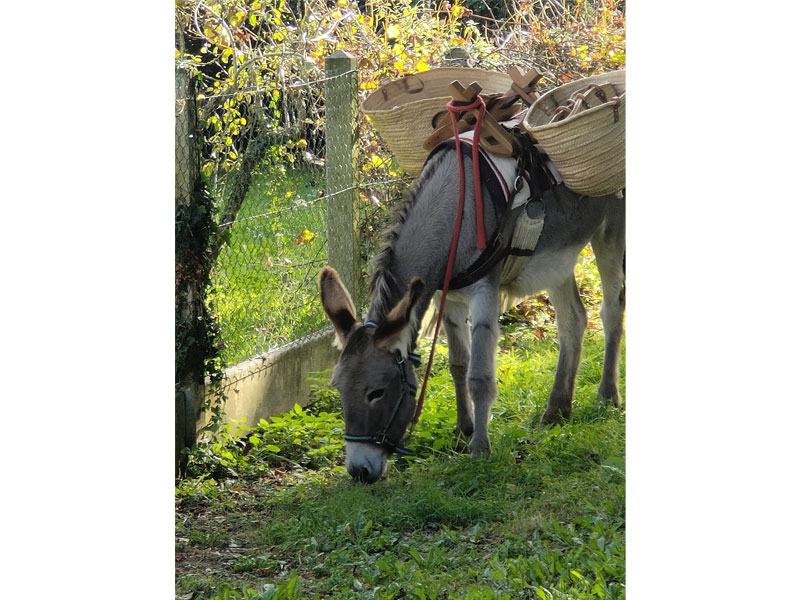 Balade avec les ânes - Florence Mallet, Bailleul - photo 2