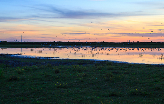 Sortie nature : Le marais au crépuscule