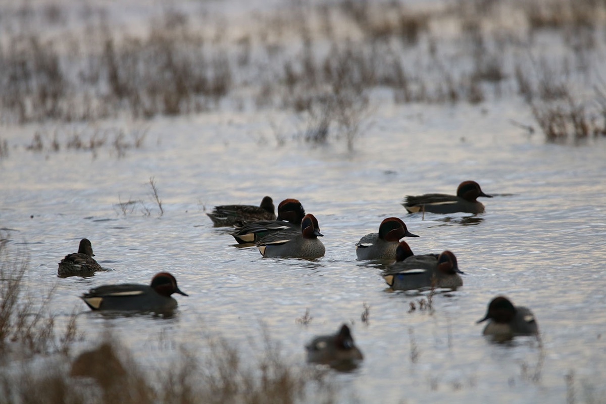 Réserve de Chasse Maritime du Havre de Geffosses