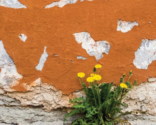 Atelier "Sauvages de ma rue"
