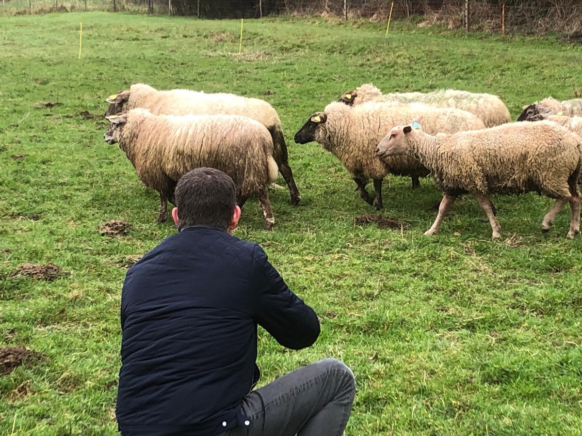Leadersheep - Coaching d'équipe avec des moutons, Vienne-en-Bessin - photo 9