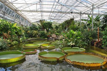 Visite guidée : Les serres des Jardins Suspendus