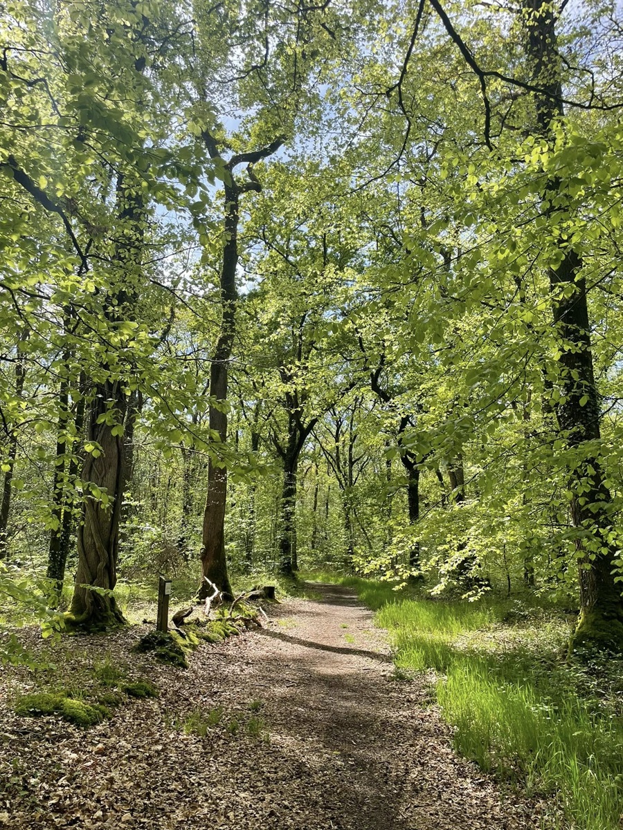 Sophro'balade au bois d'Ardennes
